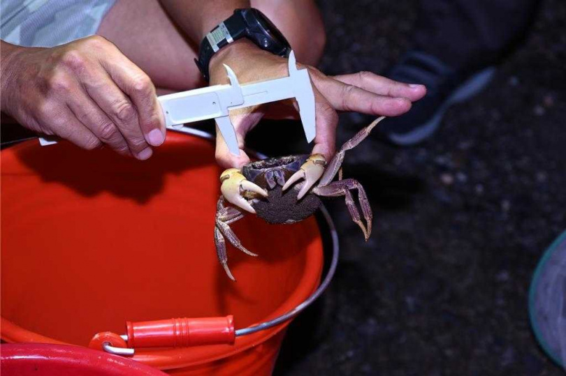 農曆6至10月墾丁陸蟹繁殖高峰期,抱卵母蟹穿越馬路到海邊降海釋幼,墾管處進行交管護蟹,同時有工作人員調查生態。(圖/墾管處提供)