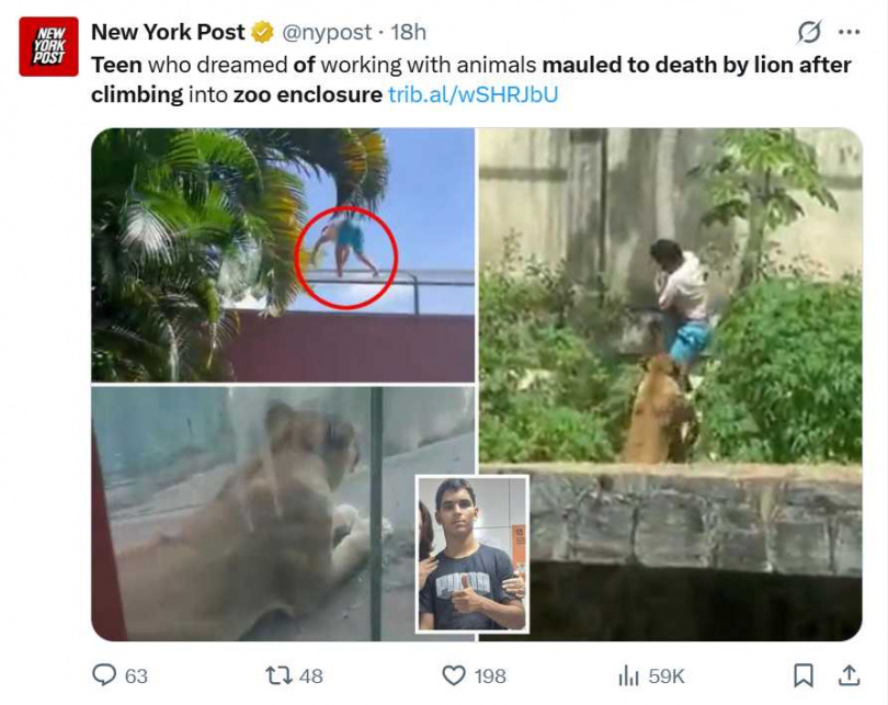 肇事母獅「莉奧娜」事後出現驚嚇與壓力反應，但園方表示不會對牠進行安樂死。（圖／翻攝自X， @nypost）