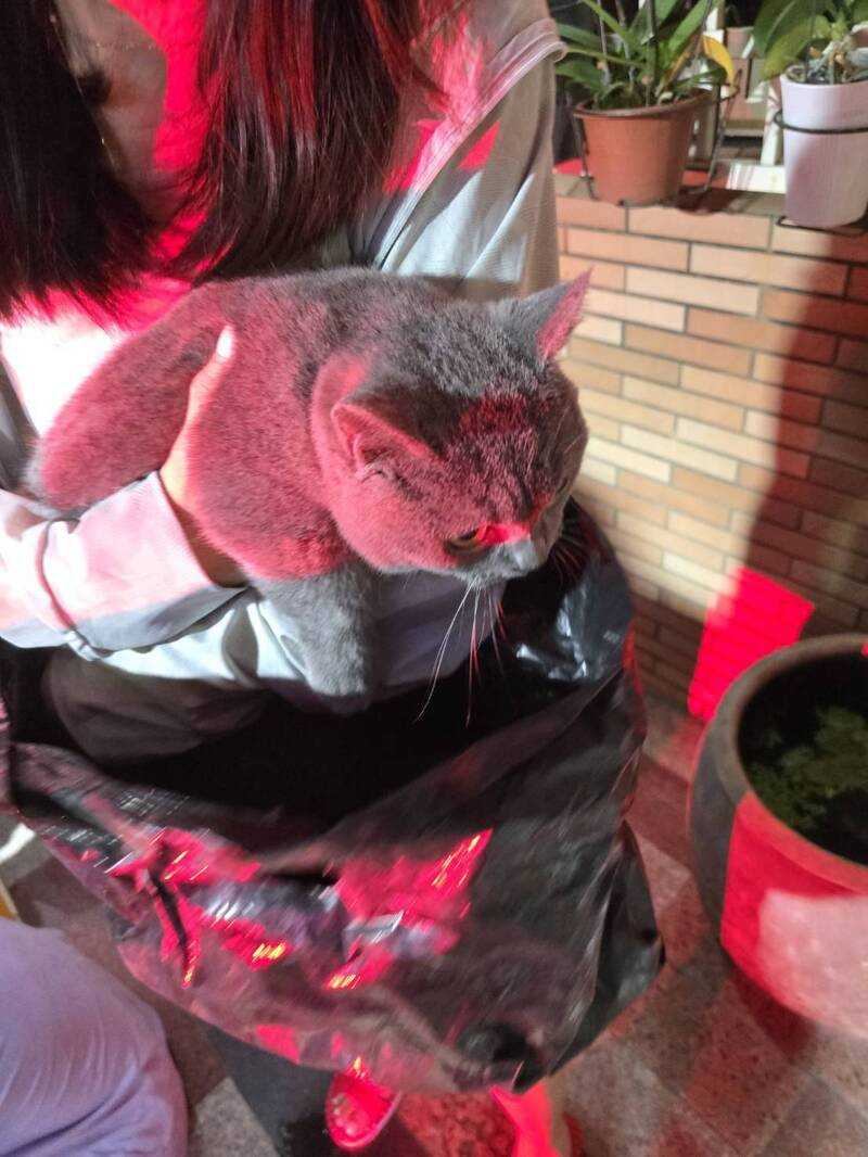 受困火場的貓咪也被救出。（圖／消防局提供）