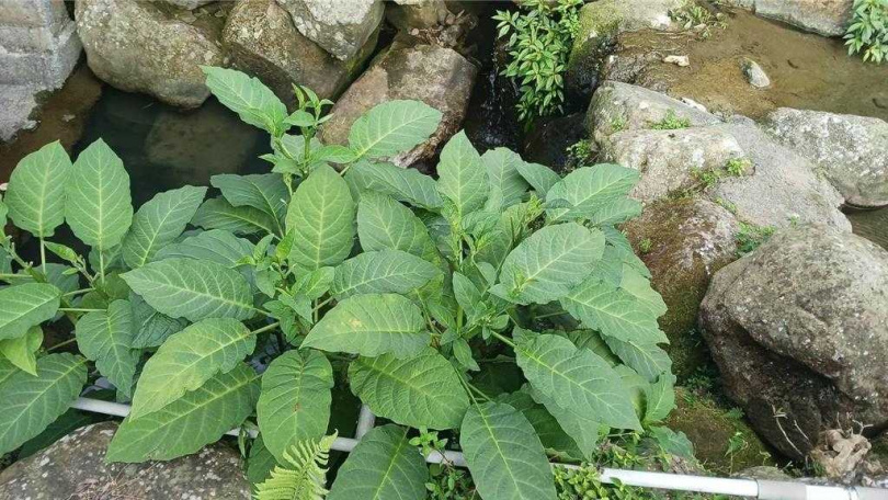 2名工人現場採摘誤食的野菜。（衛生局提供／曹婷婷台南傳真）