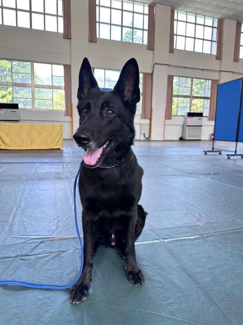 海巡署東部分署偵搜犬「鐵諾」4年前加入海巡大家庭，靠著靈敏嗅覺在前線守護國門，如今牠已達到屆退門檻，17日完成生涯最後一次勤務後，分署預計26日舉辦榮退儀式。（翻攝畫面）