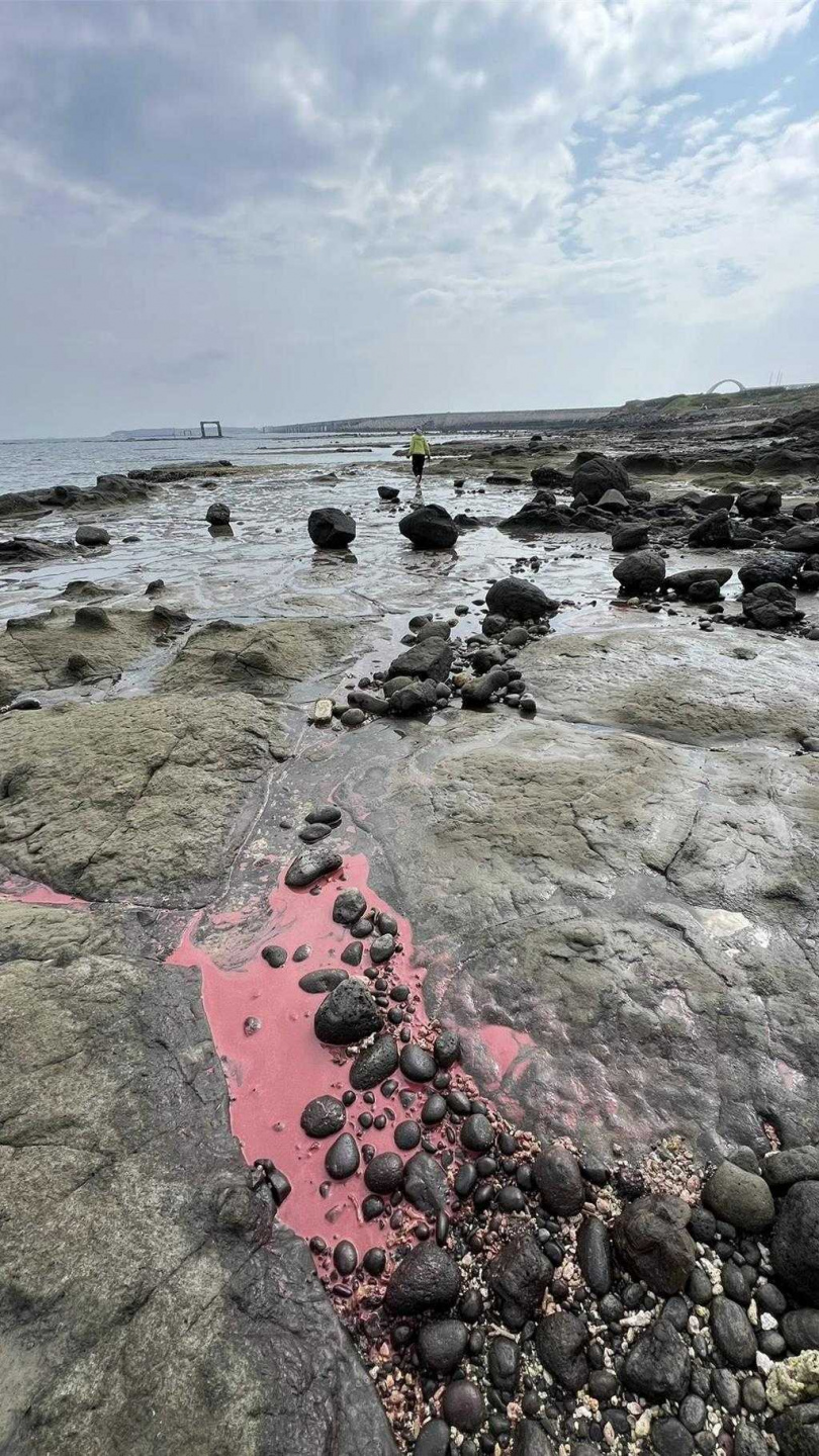 澎湖西嶼橫礁潮間帶，4日早也發現珊瑚產卵的粉紅派對跡象。（圖／陳玉秀提供）