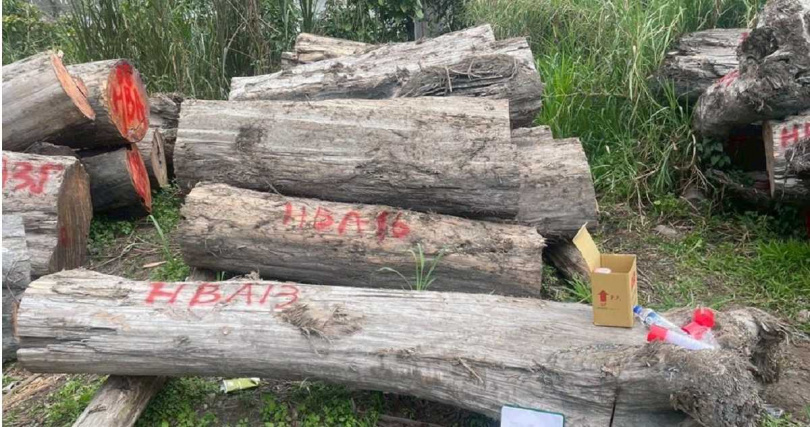 收贓木材加工廠內堆置台灣肖楠、紅檜等珍貴林木。（圖／中檢提供）