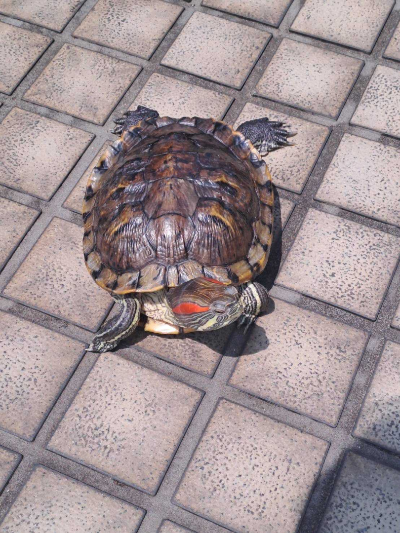 李雪還有一隻烏龜養在屏東老家。（圖／拾光創藝所提供）