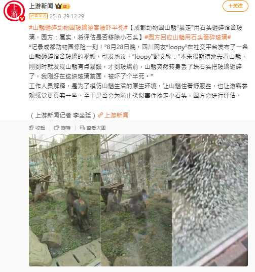 成都動物園證實山魈砸玻璃事件屬實,將評估是否移除展示圈舍內石塊。(圖/翻攝自微博, 上游新聞)