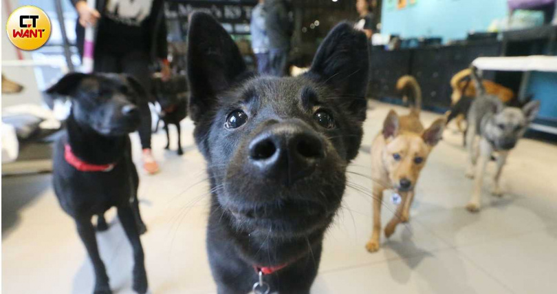 「浪浪」安置是不少人關注的焦點，張嶢順、洪美代夫妻便投身照顧浪浪多年，退休後索性在新北市坪林買了大片土地養狗兼種茶。圖非當事犬隻。（示意圖／趙世勳攝）&nbsp;