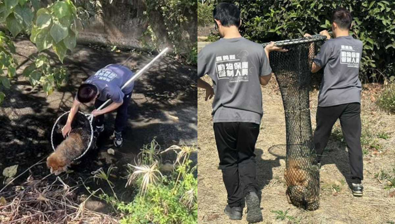 嘉義縣家畜疾病防治所將鬆獅犬救起（圖／嘉義縣政府提供）