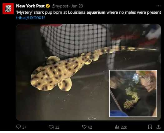 路易斯安那州一家水族館，1月初迎來膨脹鯊寶寶。（圖／翻攝自X）