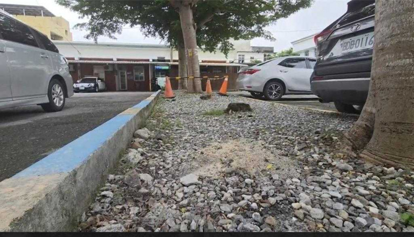 分局停車場其中一顆貼上符咒,還把樹圍起交通錐。(圖/民眾提供)