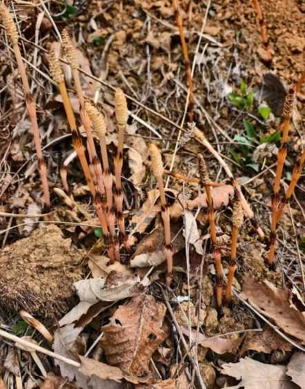 一名年僅8歲的小學生在山中挖野菜時，憑藉觀察與所學知識，懷疑當地可能存在金礦。（圖／翻攝自微博）