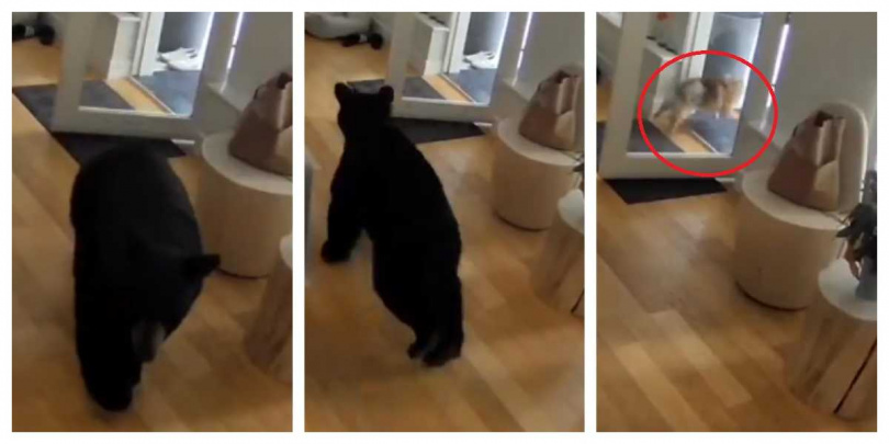 加拿大卑詩省溫哥華，一頭黑熊闖進民宅廚房偷吃博美犬早餐。（圖／取自TikTok@kaylakleine）