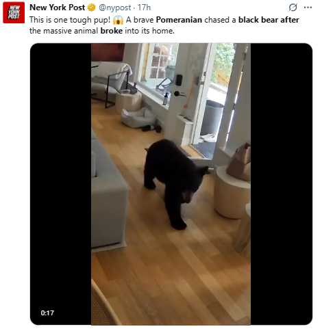 擊退黑熊後，Scout在院子裡自豪巡邏，彷彿宣示「此地是我的地盤」。（圖／取自X）