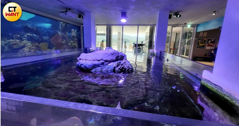 海科館潮境海洋中心俯視缸中飼養20多隻魟魚和中小型魚類，大型仿礁岩造景卻佔據大半缸體空間，魚兒們只能以刻板行為表達無助。（圖／周志龍攝）