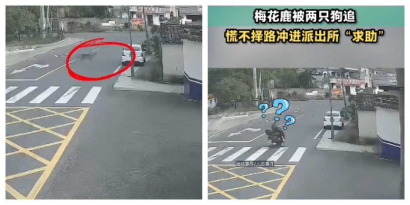 監視器拍下梅花鹿被小狗緊追不捨,最後跳進派出所院內躲避。(圖/翻攝自抖音,清流視頻)