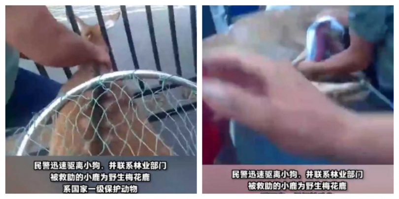 梅花鹿衝入派出所時神情驚恐,員警迅速關門安撫並通報救援。(圖/翻攝自抖音,清流視頻)