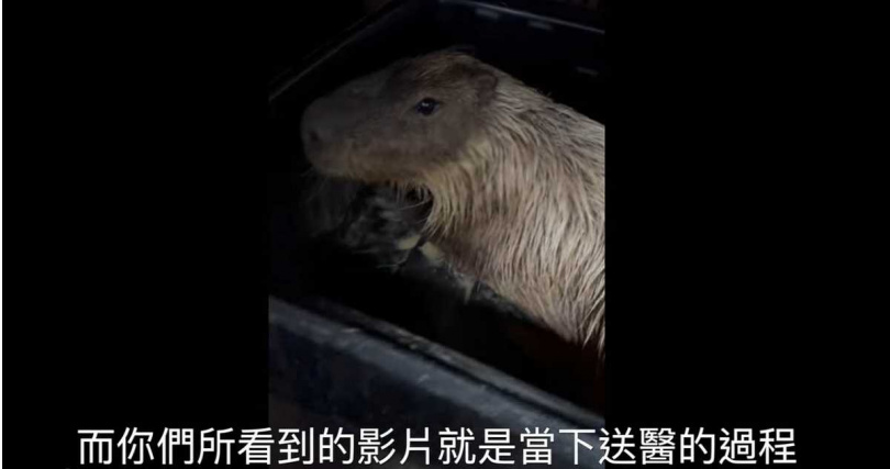 墾丁鹿兒島園區被毒殺。（圖／翻攝鹿ㄦ島Paradise of capybara臉書）