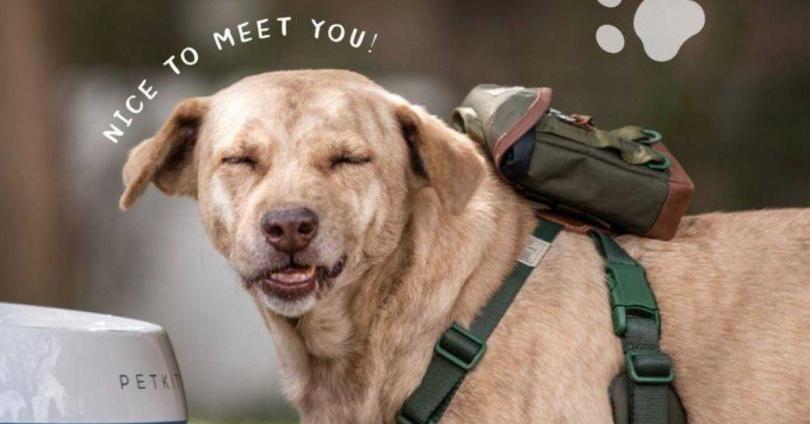 有網友近日發現棕棕現身於新竹動物收容所名單,引發外界質疑其遭「悄然棄養」。(圖/翻攝自林智堅臉書)