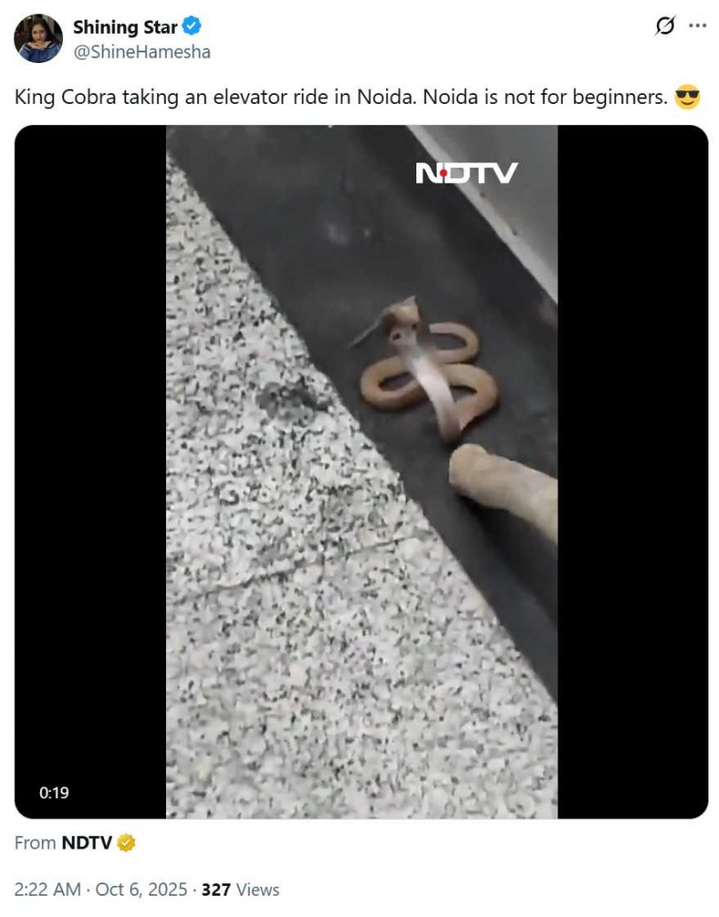 諾伊達社區一條眼鏡蛇出現在電梯內,盤踞地面並張開蛇頸,畫面驚悚。(圖/翻攝自X, @ShineHamesha )