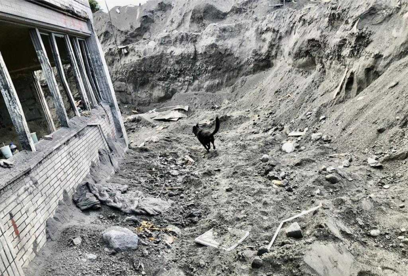 搜救犬麗蓋兒。（圖／翻攝高雄市政府消防局特搜大隊搜救犬馴養小組臉書）