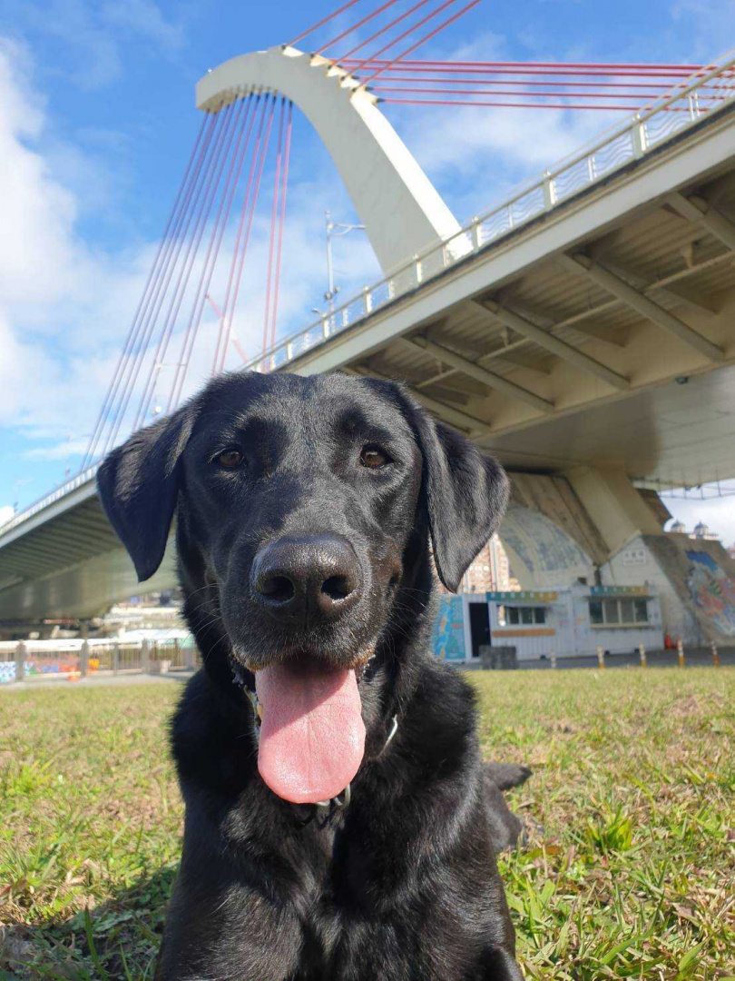 搜救犬Olina將開放寄養。（圖／翻攝畫面）