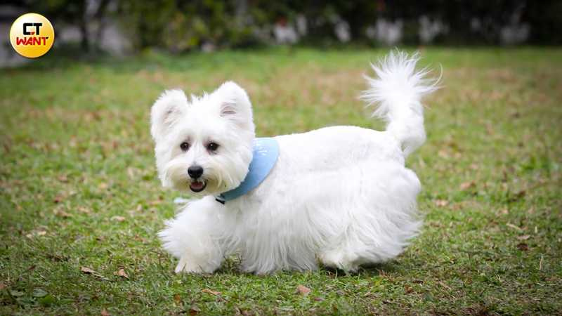 雖然蛋堡聰明又乖巧，卻是個小吃貨，曾亂吃草吃到腸胃炎。（圖／侯世駿攝）