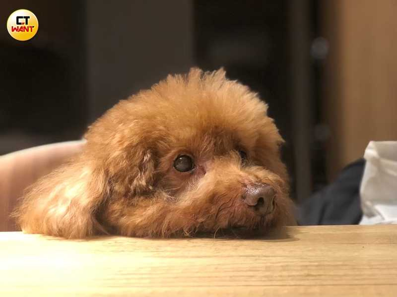 因為Tiger有嚴重分離焦慮，所以Dora親自學習寵物美容，還考到中階B證照。（圖／侯世駿攝）