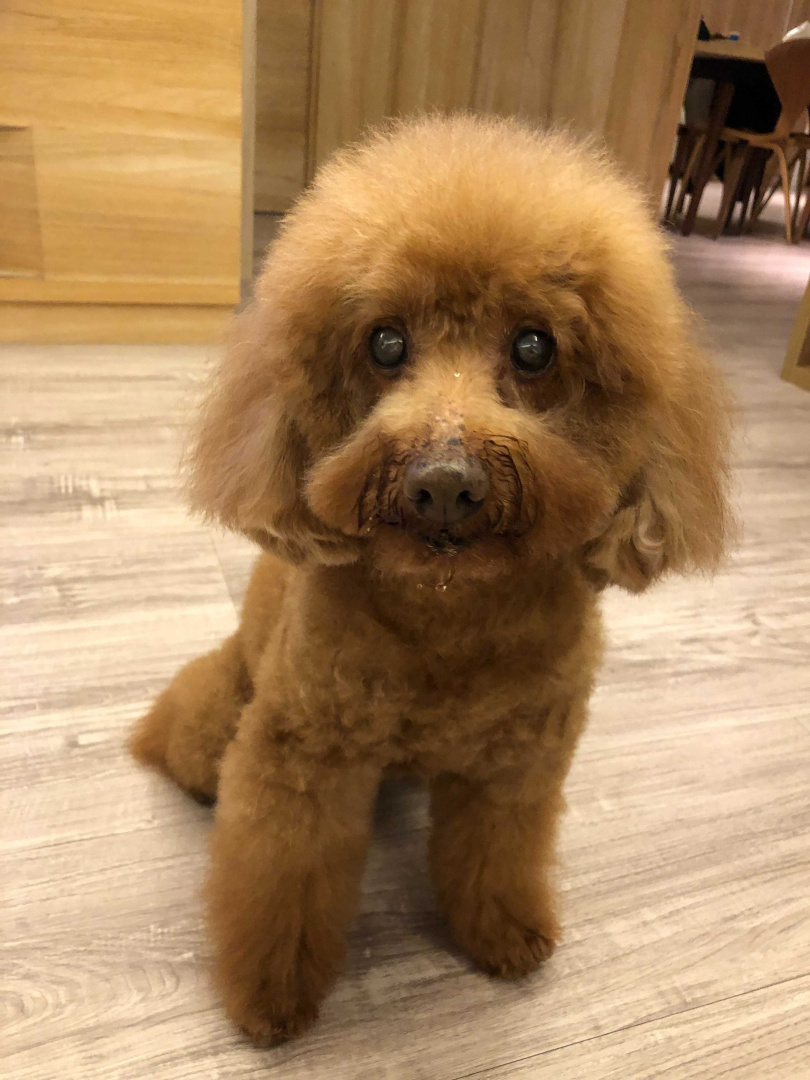 在養蛋堡之前，Dora家有一隻18歲的老狗Tiger，從她國小伴她長大。（圖／Dora提供）