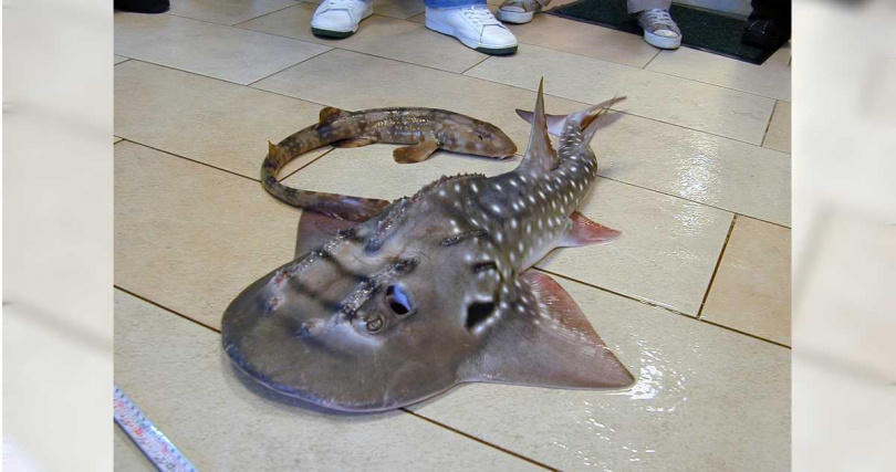 波口鱟頭鱝個性溫馴、長相憨厚，以圓鈍的頭部和藍黑色的身體而聞名，是國際公認的極危物種，在台灣卻遲遲沒被列為保育類。（圖／報系資料照）