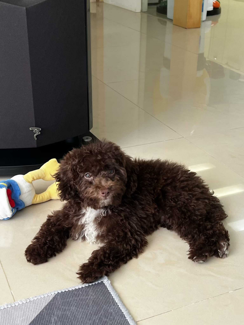 Hazel喜歡陽光，連在家上廁所，都要選在落地窗前上。（圖／艾迪昇傳播）