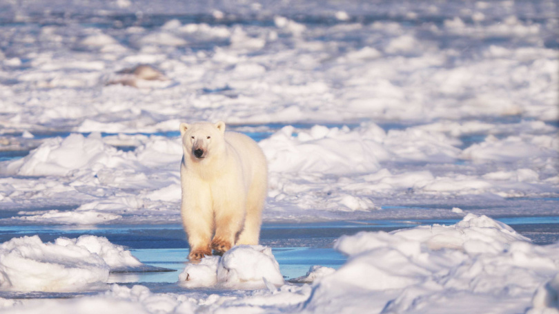 《守護我們的星球》紀錄下南北極動物現在所面臨的生態危機，北極熊站立於僅存的冰層。（圖／東森電視提供）