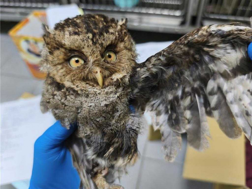 領角鴞初末級飛羽呈鋸齒狀有分散迎面通過氣流具消音功能，振翅飛行時無聲無息。