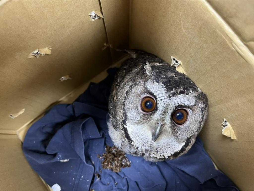 領角鴞是台灣常見貓頭鷹之一，屬於中小型夜行性猛禽。