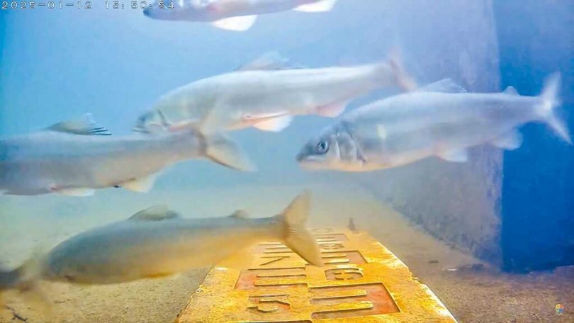 新北市碧潭堰2023年7月完工，2022年5月施工階段即大規模出現小毛蟹溯游景象，如今春暖時節，新店溪再度出現香魚與小毛蟹的蹤跡。（圖／新北市水利局提供／中國時報高鈞麟新北傳真）