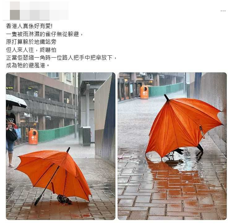 有位路人將手中的傘留給小鳥撐。（圖／翻攝自Threads）