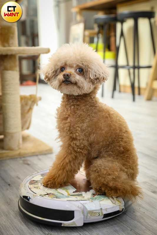 瑭鈺笑說小虎愛吃醋，只要聞到她身上有狗味就不給抱。（圖／侯世駿攝）