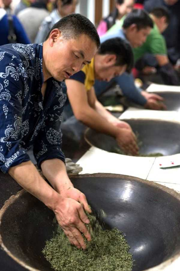 東山吳儂碧螺春茶葉專業合作社大規模的手工炒茶場面。（圖／吳德亮攝）