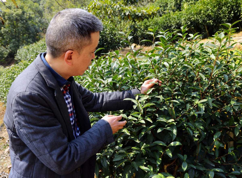 東山吳儂茶業宋甫林董事長親自解說太湖碧螺春的品種差異。（圖／吳德亮攝）
