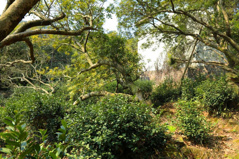 東山吳儂茶業與果樹間種的碧螺春茶園。（圖／吳德亮攝）