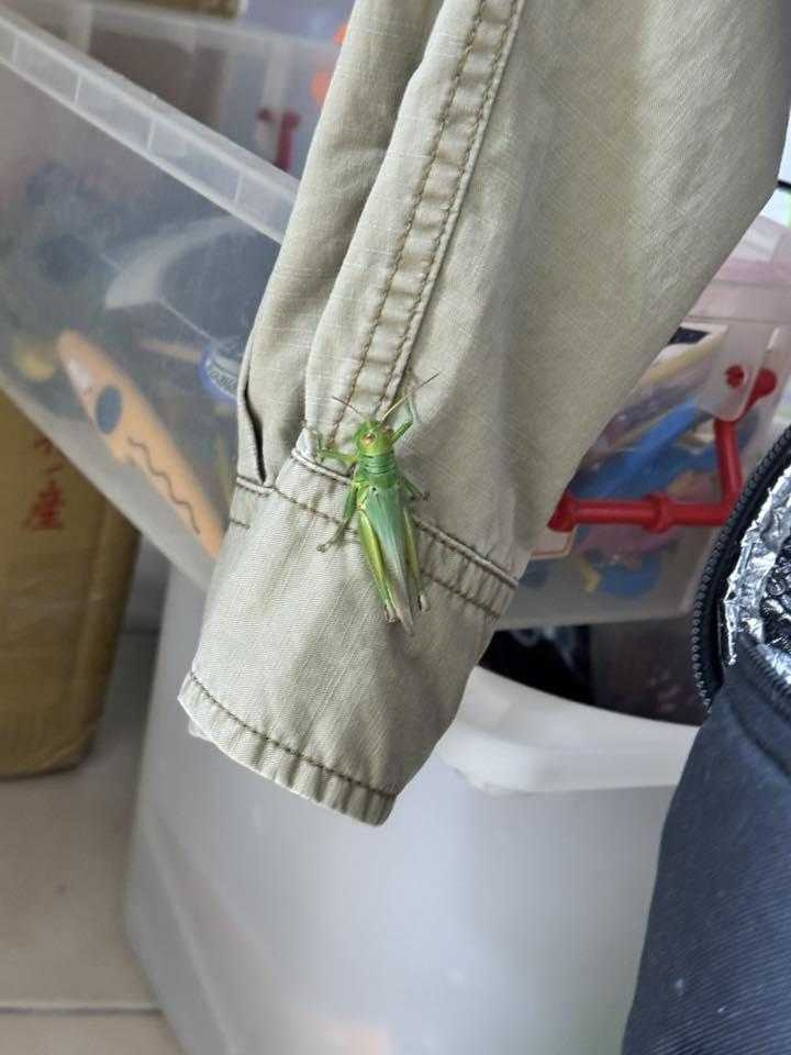 新北爆「蝗蟲潮」。（圖／翻攝自「路上觀察學院」臉書社團）