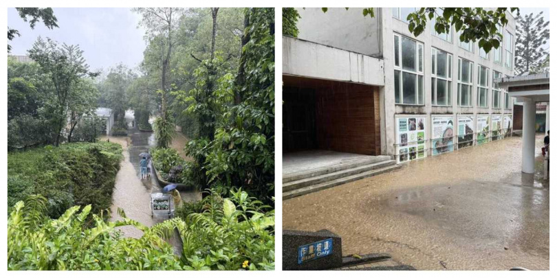 豪雨轟炸台北市立動物園,不僅步道變成小溪流,大貓熊館周邊階梯出現泥流瀑布景象。(圖/台北市立動物園提供)