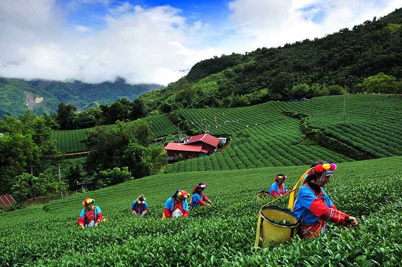 達邦茶園裡穿著鄒族豔麗傳統服飾採茶景象。(圖/吳德亮攝影)