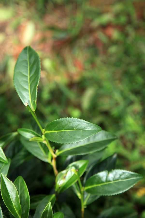 經年雲霧籠罩滋潤使得阿里山達邦的茶菁非常肥嫩。(圖/吳德亮攝影)