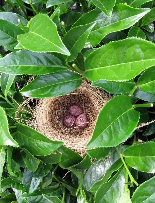 潔淨無汙染的達明茶園內發現的完整鳥巢與蛋。(圖/戴素雲提供)