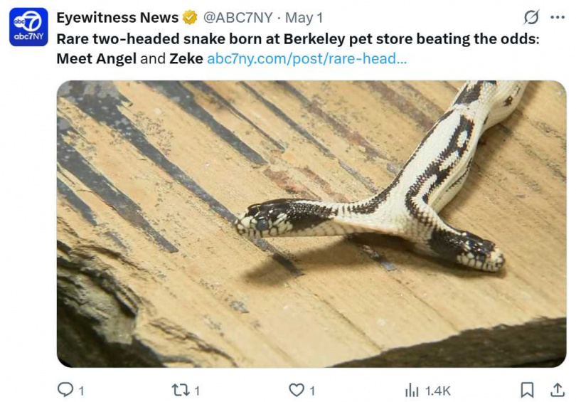 美國柏克萊東灣爬蟲館誕生罕見雙頭加州王蛇 Zeke & Angel，已健康存活7個月。（圖／翻攝自X）