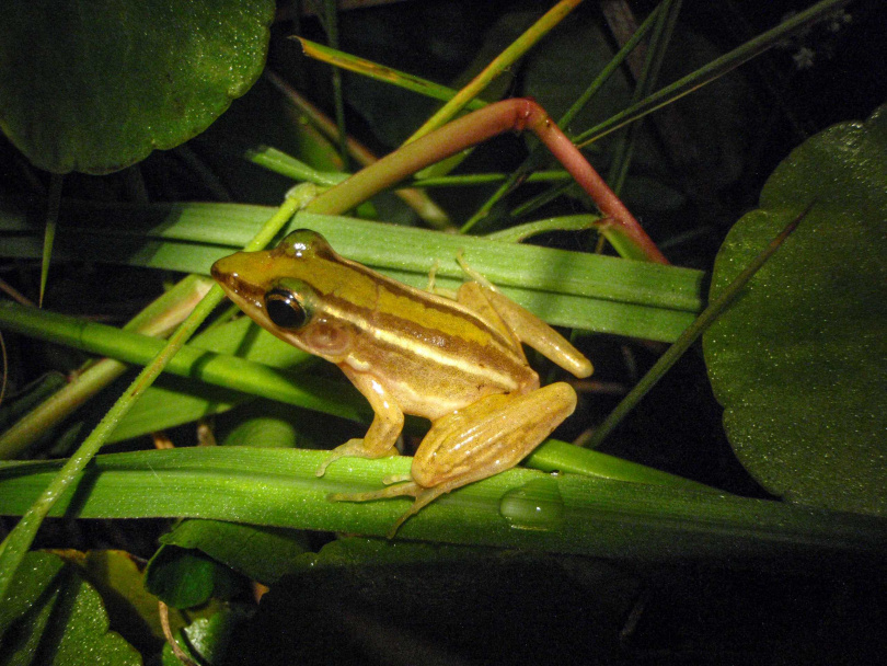台北赤蛙早年生活在台灣田野間，如今因農藥普遍、棲地縮減而逐漸消失，現已成為二級保育類動物。（圖／桃園市農業局提供）