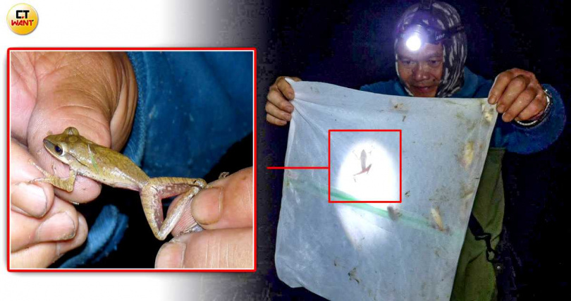 斑腿樹蛙在台灣低海拔環境中幾乎沒有敵手，嚴重影響原生物種生存，高榮管理團隊2024年移除19隻，仍有黑數在保育區內擴張。（圖／翻攝高榮野生動物保育區臉書，CTWANT合成）