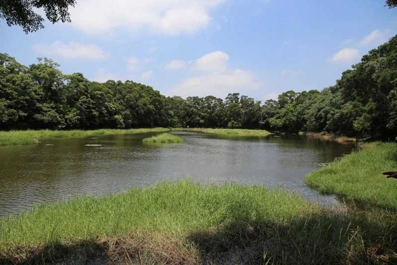 高榮野生動物保護區為復育台北赤蛙而設立，早年水質清澈、生態豐富，如今卻遭外來種入侵。（圖／桃園市農業局提供）