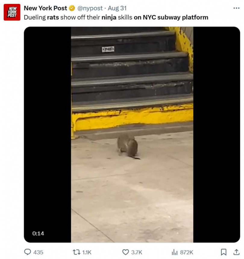 布魯克林地鐵站月台驚見兩隻老鼠翻滾互搏，場面如同武打片。（圖／翻攝自X，@nypost）
