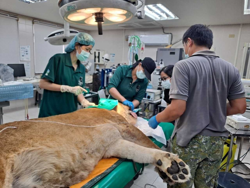 壽山動物園非洲獅「大姊」高齡癌逝,園方不捨。(圖/翻攝自臉書,Shou Shan Zoo 壽山動物園)