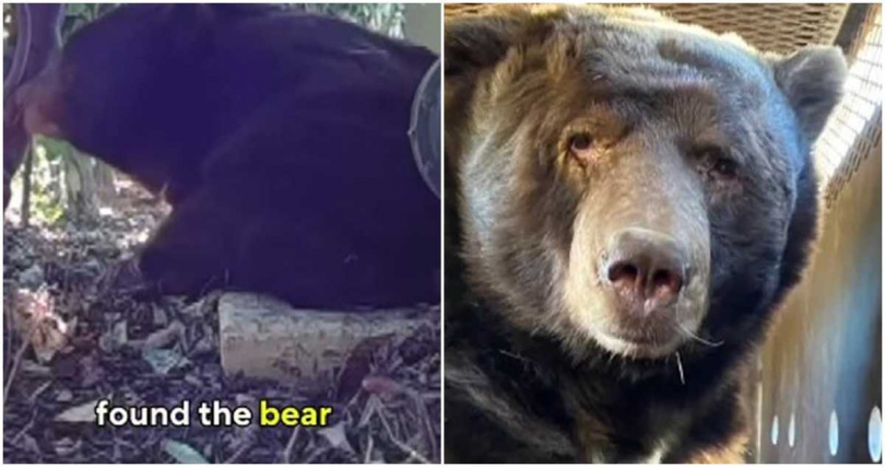 一名洛杉磯野火倖存民眾回家發現一隻238公斤大熊。（圖／翻攝X）